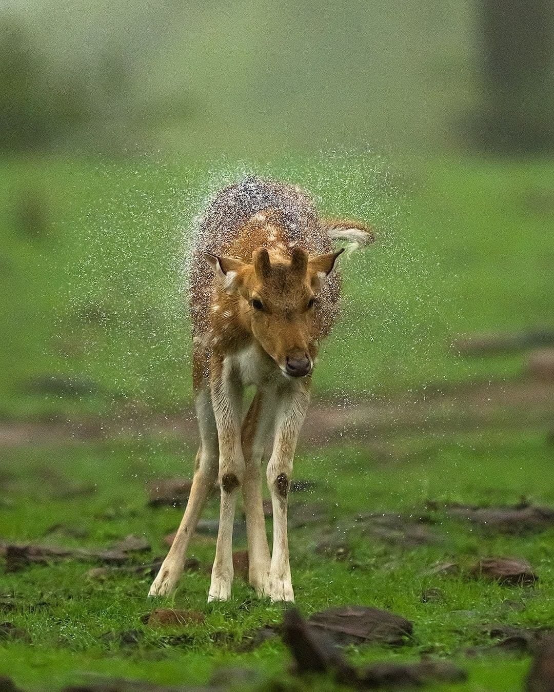 Monsoon Deers - Sudhir Shivraman